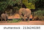 Desert Elephants Are Not A...
