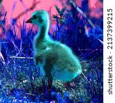 Canada Goose Chick Sign...