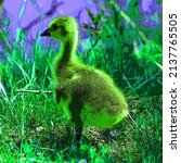 Canada Goose Chick Sign...