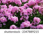 Small photo of Phlox subulata the creeping phlox, moss phlox, moss pink or mountain phlox, is a species of flowering plant in the family Polemoniaceae, native to eastern and central USA, and widely cultivated.