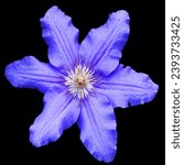 Small photo of Morning glory is the common name for over 1,000 species of flowering plants in the family Convolvulaceae, whose current taxonomy and systematics are in flux.