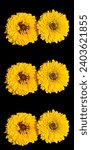 Small photo of Tagetes erecta, the Mexican marigold or Aztec marigold is a species of the genus Tagetes native to Mexico. Despite its being native to the Americas, it is often called African marigold