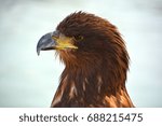 Small photo of The steppe eagle is a bird of prey. Like all eagles closely related to the non-migratory tawny eagle (Aquila rapax) and the two forms have previously been treated as conspecific.