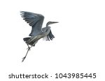 Grey Heron Flying Isolated On...