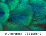 Peacock feathers in closeup