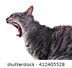Yawning Cat  Profile Shot. Grey ...