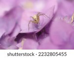 Small photo of General Grievous Spider On Pink Leaves