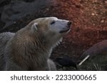 Brown Bear Ursidae Mammal Animal