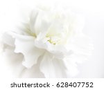 White flowers background. macro ...