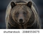Grizzly Bear Closeup Of Bear...