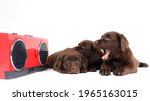 Three Cute Chocolate Labrador...