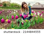 Young gardener picks pink purple tulips flowers in spring garden. Woman puts blooms in basket harvesting bulb plants