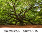 Angle Oak Tree in Johns Island, South Carolina. 