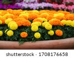 Marigolds Mixed Color  Tagetes...