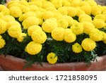 Marigolds Yellow Color  Tagetes ...