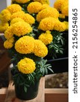Marigolds Yellow Color  Tagetes ...