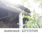 Small photo of Yogyakarta, Indonesia - March 7, 2023 : Treacherous cobwebs that ensnare anything in the afternoon in Yogyakarta, Indonesia on March 7, 2023