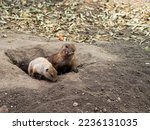 Two prairie dogs lookouts looking out of their hole in a prairie dog town