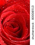 The Beautiful Red Rose As A...