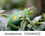 Jackson's Horned Chameleon
