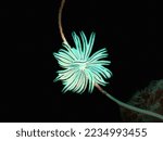 Small photo of Bennet feather star, extremely common in tropical water. Found this moment at talawaan bajo dive site, north sulawesi, indonesia