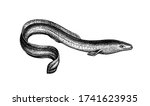 japanese eel. ink sketch of... | Shutterstock .eps vector #1741623935