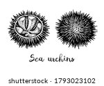 Sea Urchins. Ink Sketch Of...