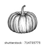 ink sketch of pumpkin isolated... | Shutterstock .eps vector #714735775