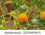 Small photo of Safflower (Safflower) blooming in the field