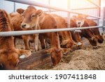 Dairy farm livestock industry. Red jersey cows stand in stall eating hay.