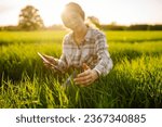 A woman farmer with a modern tablet evaluates the shoots with her hand, green sprouts of wheat in the field. Farm work with digital tablet in agriculture.