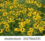 Small photo of A profuse cluster of bright yellow black-eyed susans, Rudbeckia hirta. Black-eyed susans are the most common coneflowers found in gardens throughout North America.