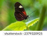 Small photo of The Doris Longwing Butterfly close up in the garden, heliconius doris, Laparus doris, Tropical butterfly