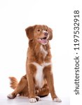 Small photo of Red-haired dog isolated on white background. Nova Scotia Duck Tolling Retriever, Toller