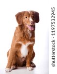 Small photo of Red-haired dog isolated on white background. Nova Scotia Duck Tolling Retriever, Toller