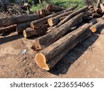 Small photo of Thailand's leading wood product exports are sawn wood, paper and paperboard, fiberboard, particleboard and wooden furniture and furniture parts