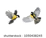 a couple of little birds chickadees flying toward spread its wings and feathers on white isolated background