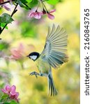 Small photo of bird tit flutters in a sunny spring garden among pink apple blossoms