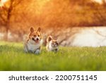 Small photo of fluffy friends a cat and a corgi dog run merrily and quickly through a blooming meadow on a sunny day