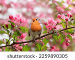 A bright robin bird sits on a...