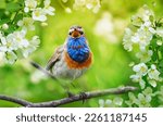 Small photo of variegated bird male bluethroat sings, sitting on a flowering branch of an apple tree in a sunny spring garden