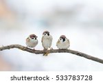 Three Funny Birds Sparrow...