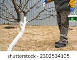 Small photo of Spring work in a garden, gardening concept. Applying whitewash to fruit trees in the garden. Human hands in gloves holding brush and whitewash bucket. A gardener paints a tree trunk with a brush