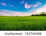 Green Barley Field At Sunset 