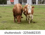 Small photo of Bull and dairy cow on meadowland, fenced with wooden fence