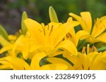 bright yellow flower of a lily - ornamental plant and flower in the garden, close-up