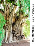 Small photo of The Tree of Tule. ("El Arbol del Tule" in Spanish) is a tree located in the town center of Santa Maria del Tule in the Mexican state of Oaxaca.It has the stoutest trunk of any tree in the world.