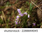 Small photo of Close up of bunch of purple flowers, specifically Nuttall's toothwort (Cardamine nuttallii), with the greens of a woodland glade out of focus in the background.