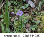 Small photo of Extreme close up of a single purple flower, specifically Nuttall's toothwort (Cardamine nuttallii), with the greens of a woodland glade out of focus in the background.