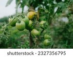 Small photo of this is a tomato that is still unsteady, it is estimated that in the next few days it will be harvested.